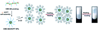 Graphical abstract: Self-assembled PEG–carboxymethylcellulose nanoparticles/α-cyclodextrin hydrogels for injectable and thermosensitive drug delivery