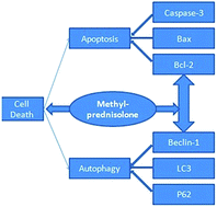 Graphical abstract: Retracted Article: Reduction of neuronal damage and promotion of locomotor recovery after spinal cord injury by early administration of methylprednisolone: possible involvement of autophagy pathway