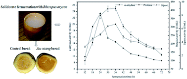 Graphical abstract: Use of fermented glutinous rice as a natural enzyme cocktail for improving dough quality and bread staling