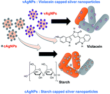 Graphical abstract: Comparative analysis of stability and biological activities of violacein and starch capped silver nanoparticles