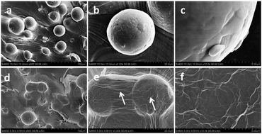 Graphical abstract: Enhanced growth and osteogenic differentiation of MC3T3-E1 cells on Ti6Al4V alloys modified with reduced graphene oxide