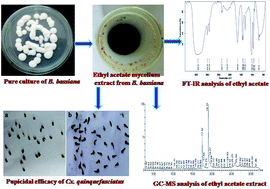 Graphical abstract: Beauveria bassiana (Clavicipitaceae): a potent fungal agent for controlling mosquito vectors of Anopheles stephensi, Culex quinquefasciatus and Aedes aegypti (Diptera: Culicidae)