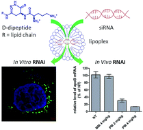 Graphical abstract: Efficient in vivo siRNA delivery by stabilized d-peptide-based lipid nanoparticles