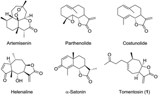 Graphical abstract: Synthesis of novel spiro-isoxazoline and spiro-isoxazolidine derivatives of tomentosin