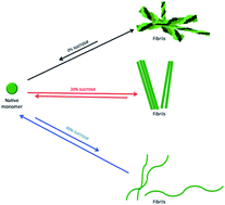 Graphical abstract: Sucrose modulates insulin amyloid-like fibril formation: effect on the aggregation mechanism and fibril morphology