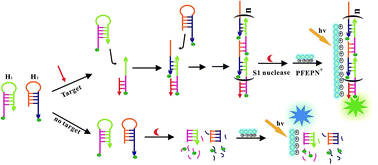 Graphical abstract: Sensitive DNA detection using cascade amplification strategy based on conjugated polyelectrolytes and hybridization chain reaction