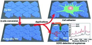 Graphical abstract: A flexible conductive film prepared by the oriented stacking of Ag and Au/Ag alloy nanoplates and its chemically roughened surface for explosive SERS detection and cell adhesion