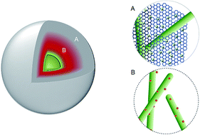 Graphical abstract: Novel fungal hyphae/Fe3O4 and N-TiO2/NG composite for adsorption and photocatalysis