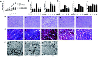 Graphical abstract: Catalpol prevents alteration of cholesterol homeostasis in non-alcoholic fatty liver disease via attenuating endoplasmic reticulum stress and NOX4 over-expression