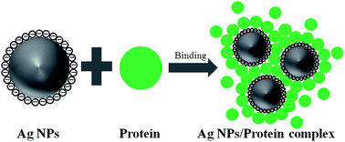 Graphical abstract: Probing the binding behavior and kinetics of silver nanoparticles with bovine serum albumin