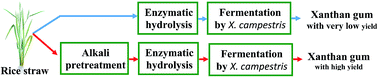 Graphical abstract: Microbial xanthan gum production from alkali-pretreated rice straw