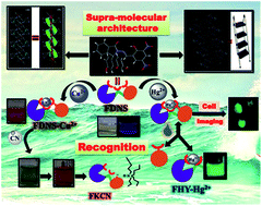 Graphical abstract: Fluorescein hydrazone-based supramolecular architectures, molecular recognition, sequential logic operation and cell imaging