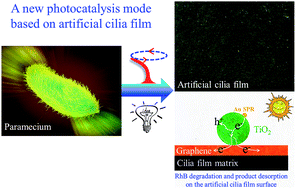 Graphical abstract: RGO/TiO2 nanosheets immobilized on magnetically actuated artificial cilia film: a new mode for efficient photocatalytic reaction