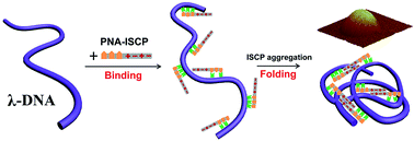 Graphical abstract: Peptide nucleic acid-ionic self-complementary peptide conjugates: highly efficient DNA condensers with specific condensing mechanism