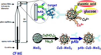 Graphical abstract: Copper sulfide-functionalized molybdenum disulfide nanohybrids as nanoenzyme mimics for electrochemical immunoassay of myoglobin in cardiovascular disease