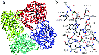 Graphical abstract: QM/MM studies of the type II isopentenyl diphosphate–dimethylallyl diphosphate isomerase demonstrate a novel role for the flavin coenzyme