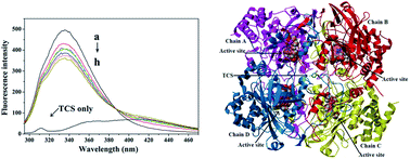 Graphical abstract: Characterization of the interaction between triclosan and catalase