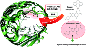 Graphical abstract: The binding of free and copper-complexed fluoroquinolones to OmpF porins: an experimental and molecular docking study