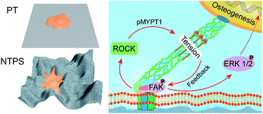 Graphical abstract: Hierarchical macropore/nano surface regulates stem cell fate through a ROCK-related signaling pathway