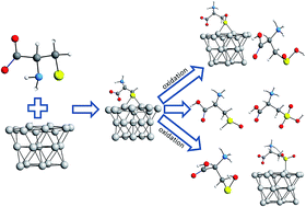 Graphical abstract: l-Cysteine electrooxidation in alkaline and acidic media: a combined spectroelectrochemical and computational study