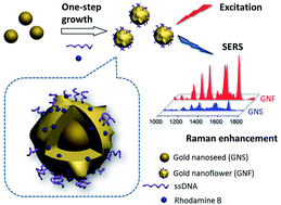 Graphical abstract: One-pot synthesis of a DNA-anchored SERS nanoprobe with simultaneous nanostructural tuning and Raman reporter encoding
