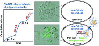 Graphical abstract: Imidazole-modified deferasirox encapsulated polymeric micelles as pH-responsive iron-chelating nanocarrier for cancer chemotherapy