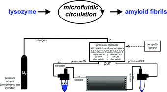 Graphical abstract: The severe impact of in vivo-like microfluidic flow and the influence of gemini surfactants on amyloid aggregation of hen egg white lysozyme