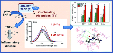 Graphical abstract: Inhibition of ADAM17/TACE activity by zinc-chelating rye secalin-derived tripeptides and analogues