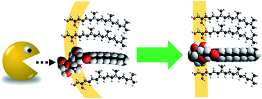 Graphical abstract: Dynamic formation of nanostructured particles from vesicles via invertase hydrolysis for on-demand delivery