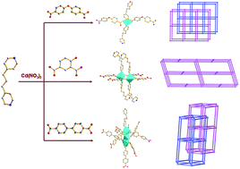 Graphical abstract: Metal organic frameworks with uni-, di-, and tri-nuclear Cd(ii) SBU prepared from 1,3-bis(4-pyridyl)propane and different dicarboxylate ligands: syntheses, structures and luminescent properties
