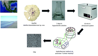 Graphical abstract: Hydroxyapatite synthesis from a starfish and β-tricalcium phosphate using a hydrothermal method