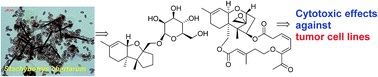 Graphical abstract: Cytotoxic trichothecene-type sesquiterpenes from the sponge-derived fungus Stachybotrys chartarum with tyrosine kinase inhibition