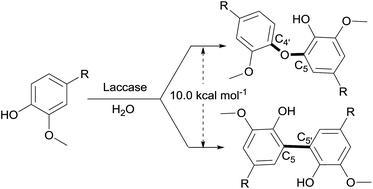 Graphical abstract: Towards understanding of laccase-catalysed oxidative oligomerisation of dimeric lignin model compounds