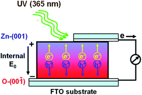 Graphical abstract: The photovoltaic effect in a [001] orientated ZnO thin film and its physical mechanism