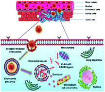 Graphical abstract: pH-sensitive polymeric micelles for the Co-delivery of proapoptotic peptide and anticancer drug for synergistic cancer therapy