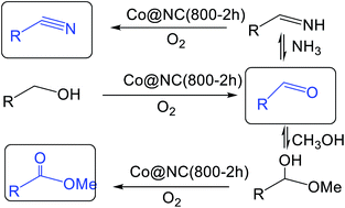 Graphical abstract: Heterogeneous cobalt catalysts for selective oxygenation of alcohols to aldehydes, esters and nitriles
