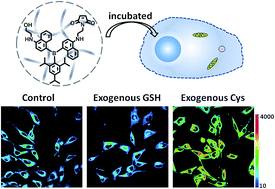 Graphical abstract: A hydrophilicity-based fluorescent strategy to differentiate cysteine/homocysteine over glutathione both in vivo and in vitro