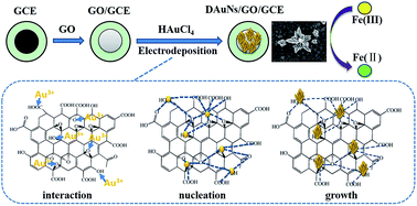 Graphical abstract: Controlled synthesis of dendritic gold nanostructures by graphene oxide and their morphology-dependent performance for iron detection in coastal waters