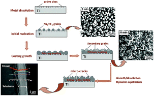 Graphical abstract: Formation mechanism and properties of fluoride–phosphate conversion coating on titanium alloy