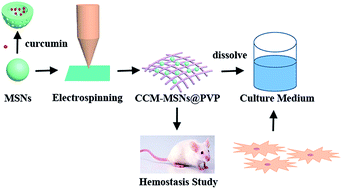 Graphical abstract: Fabrication of curcumin-loaded mesoporous silica incorporated polyvinyl pyrrolidone nanofibers for rapid hemostasis and antibacterial treatment