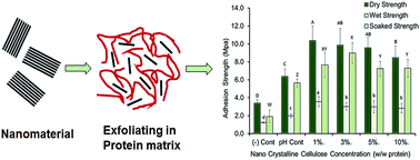 Graphical abstract: Exfoliating nanomaterials in canola protein derived adhesive improves strength and water resistance
