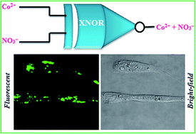 Graphical abstract: A new fluorescent PET sensor probe for Co2+ ion detection: computational, logic device and living cell imaging applications