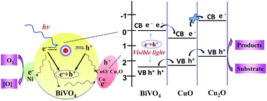 Graphical abstract: Low-cost dual cocatalysts BiVO4 for highly efficient visible photocatalytic oxidation