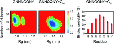 Graphical abstract: Inhibitory effect of hydrophobic fullerenes on the β-sheet-rich oligomers of a hydrophilic GNNQQNY peptide revealed by atomistic simulations