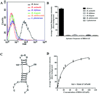 Graphical abstract: Selection, identification and application of DNA aptamers for the detection of Bifidobacterium breve