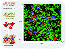 Graphical abstract: Hybrid extracellular matrix microspheres for development of complex multicellular architectures