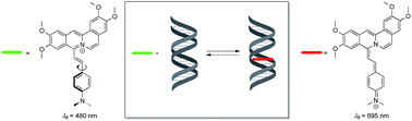 Graphical abstract: 8-Styryl-substituted coralyne derivatives as DNA binding fluorescent probes