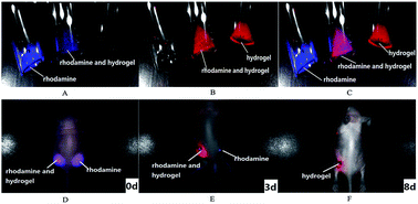 Graphical abstract: Phthalocyanine incorporated alginate hydrogel with near infrared fluorescence for non-invasive imaging monitoring in vivo