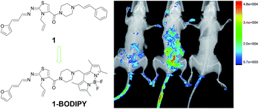 Graphical abstract: Synthesis and in vivo proof of concept of a BODIPY-based fluorescent probe as a tracer for biodistribution studies of a new anti-Chagas agent