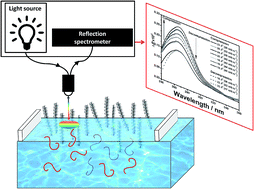 Graphical abstract: Unveiling the interaction of DNA–octadecylamine at the air–water interface by ultraviolet-visible reflection spectroscopy